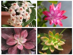 Succulent Image Gallery