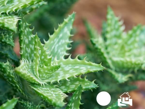 Aloe Vera