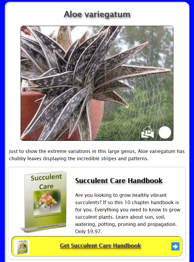 Aloe variegatum page