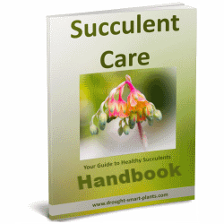 Succulent Plant Care Handbook