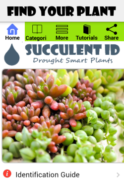 Succulent ID mobile app